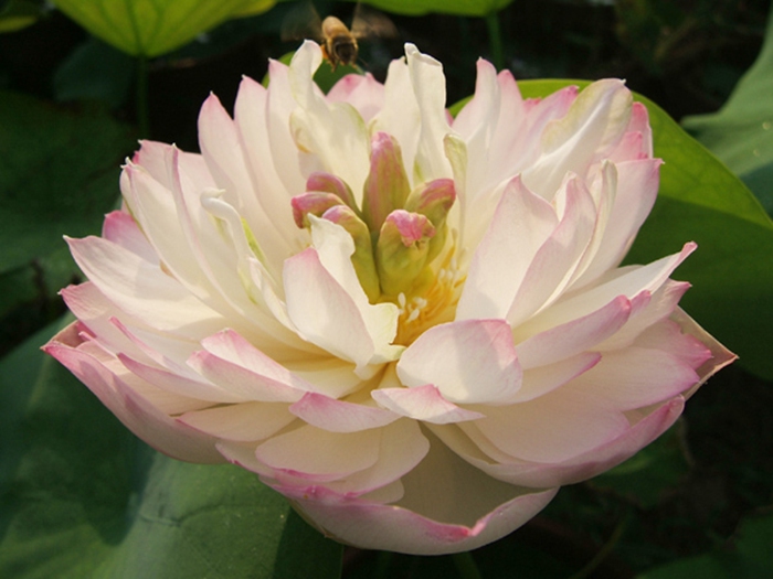 白菊莲